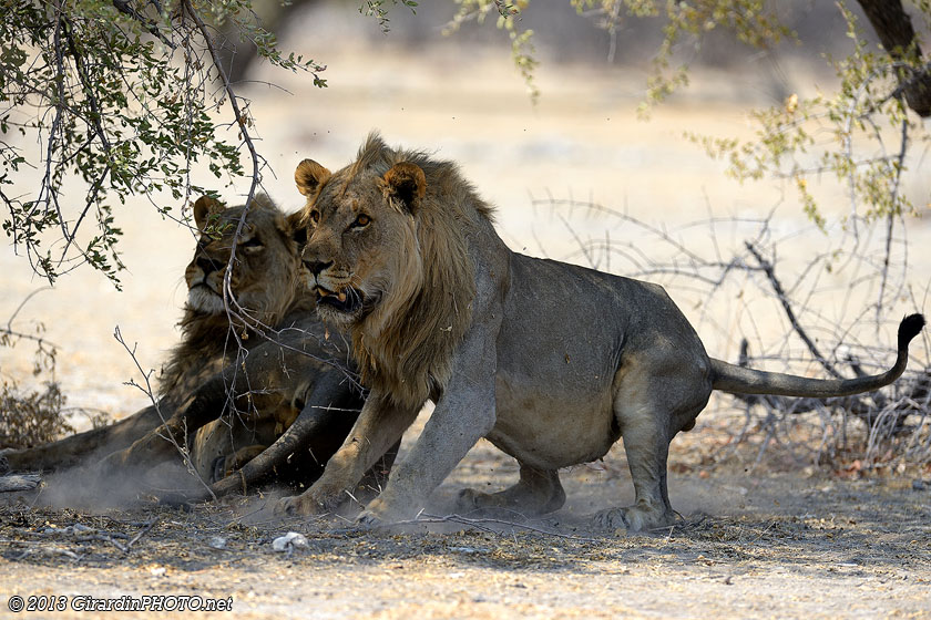 Lions dérangés pendant leur sieste
