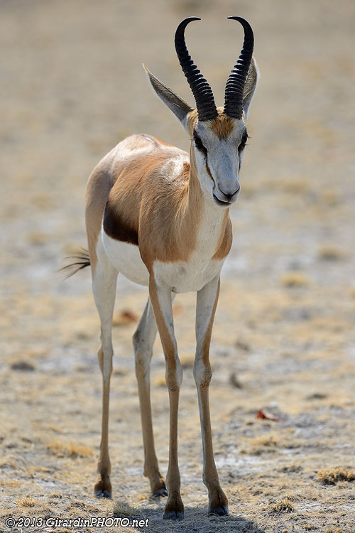 Springbok au point d'eau d'Ombika