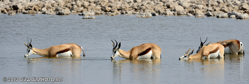 SLes springboks profitent de la fraicheur du Waterhole