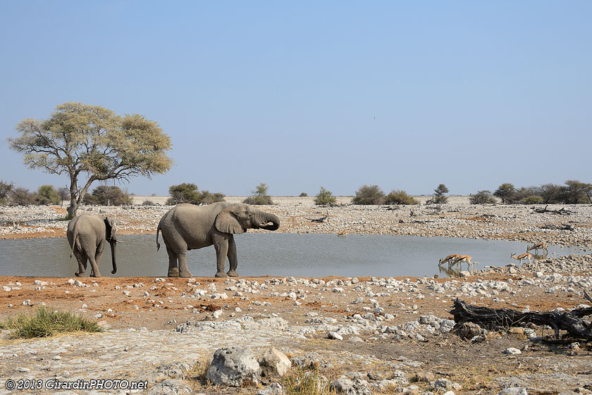 Waterhole d'Okaukuejo Camp