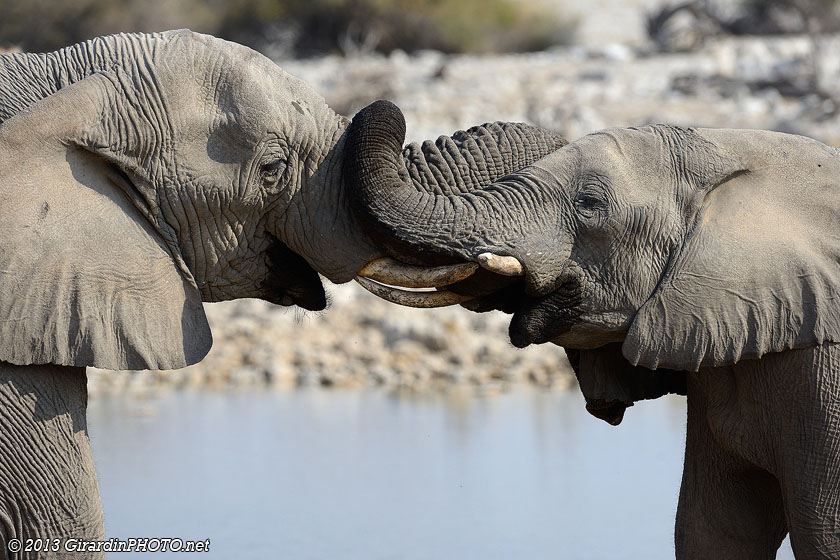 Eléphants se saluant