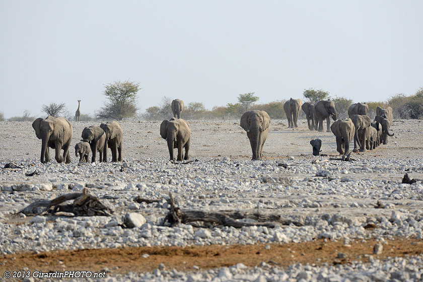 Arrivée des éléphants