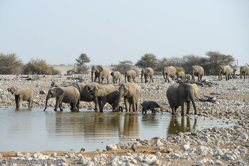 Les éléphants sont les maîtres du point d'eau