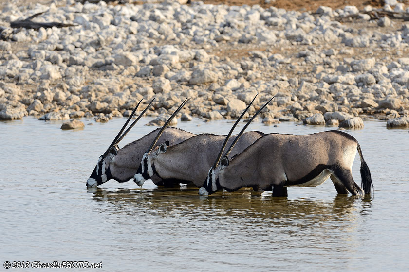 C'est au tour des oryx de profiter du point d'eau