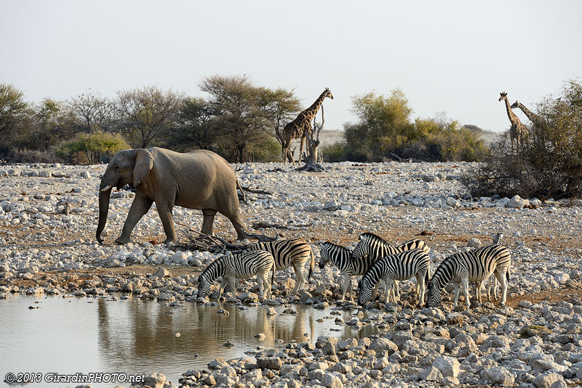 Waterhole d'Okaukuejo en fin de journée