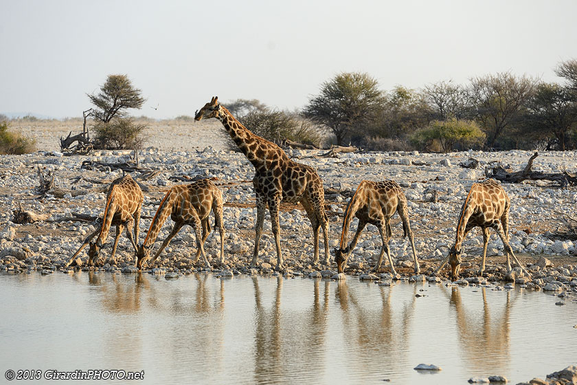 Girafes au coucher du soleil