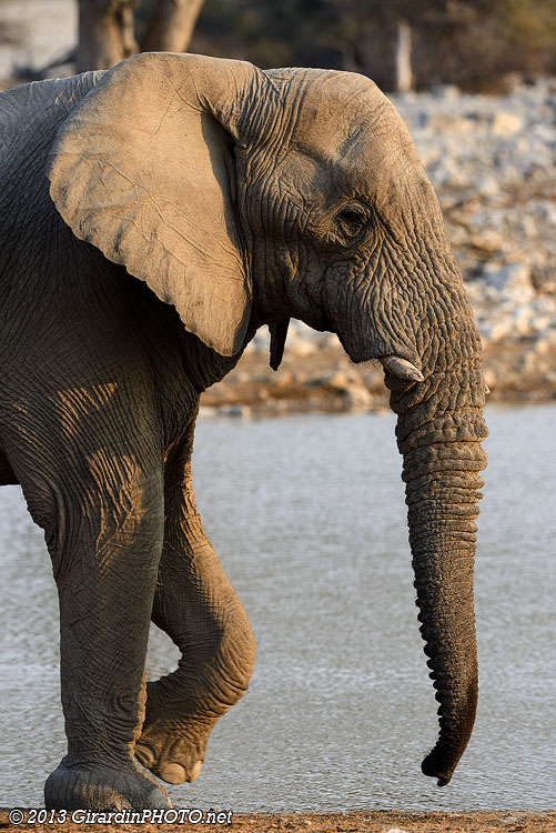 Eléphants