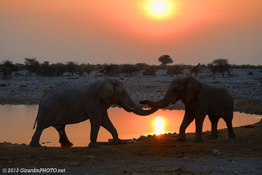 Eléphants au coucher du soleil