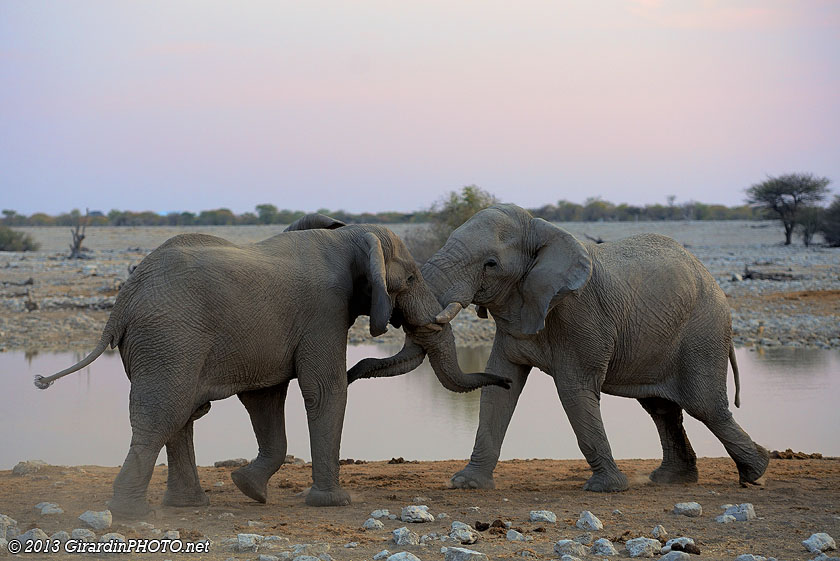 Combat d'éléphants