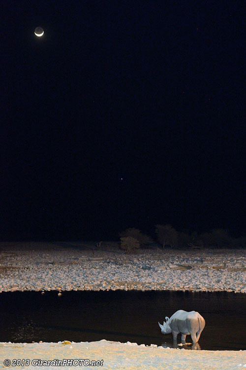Rhino au clair de lune avec Vénus (au centre)