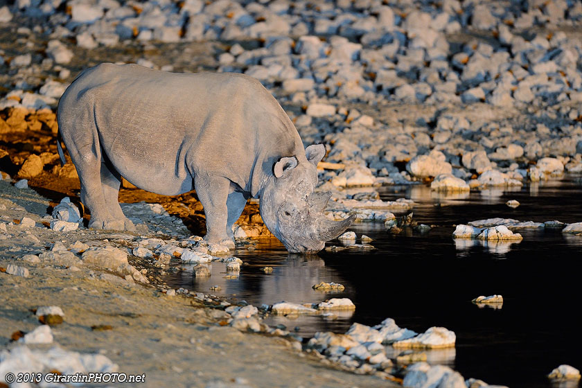 Rhino noir au Waterhole d'Okaukuejo Camp