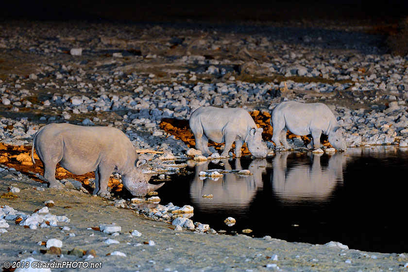Rhinos noirs au Waterhole d'Okaukuejo Camp