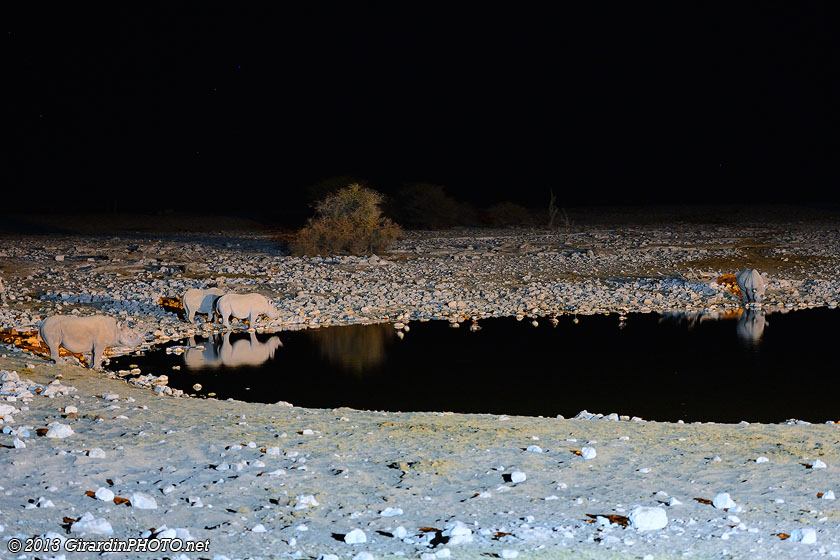 Rhinos noirs au Waterhole d'Okaukuejo Camp