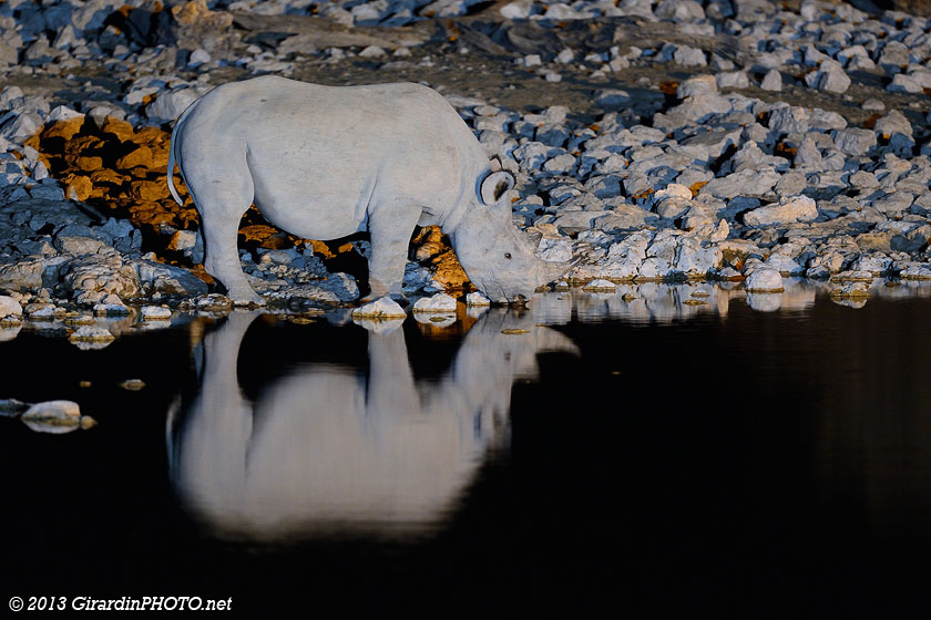Rhino noir au Waterhole d'Okaukuejo Camp