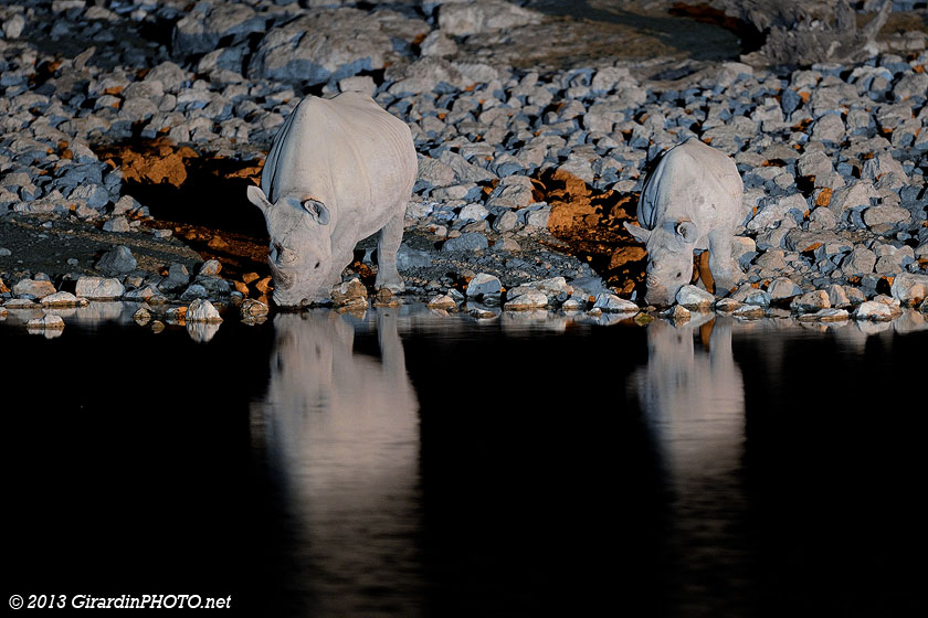 Maman rhino et son petit au Waterhole d'Okaukuejo Camp
