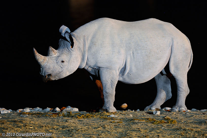 Rhino noir au Waterhole d'Okaukuejo Camp