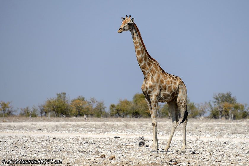 Girafe