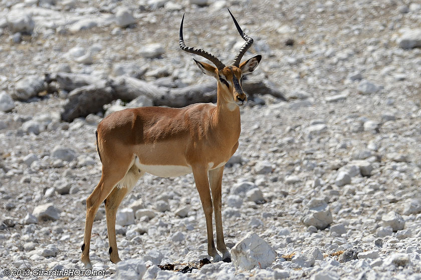Impala