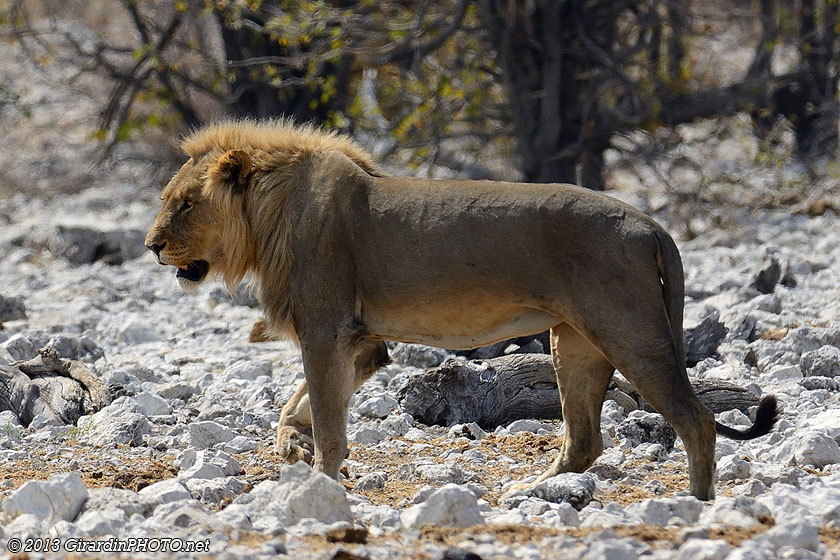 Le roi de la savane