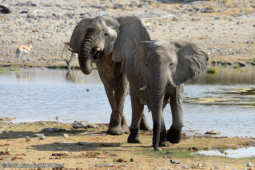 Eléphants