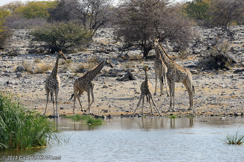 Girafes