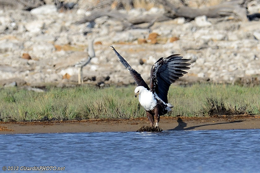 Aigle pêcheur vocifère