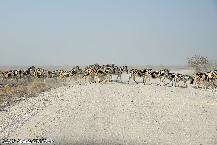 Transhumance des zèbres