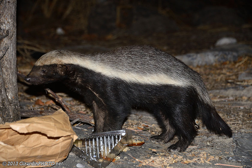 Ratel