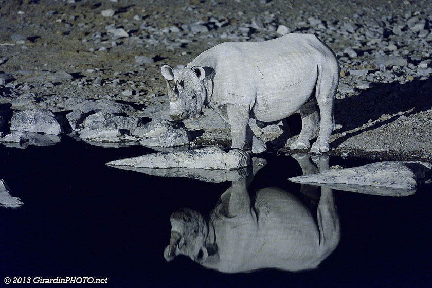 Rhinocéros noir