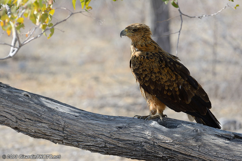 Aigle des steppes