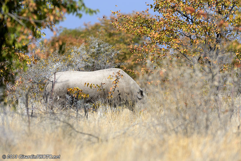 Rhinocéros furtif