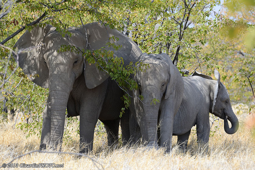 Des éléphants à l'ombre des arbres