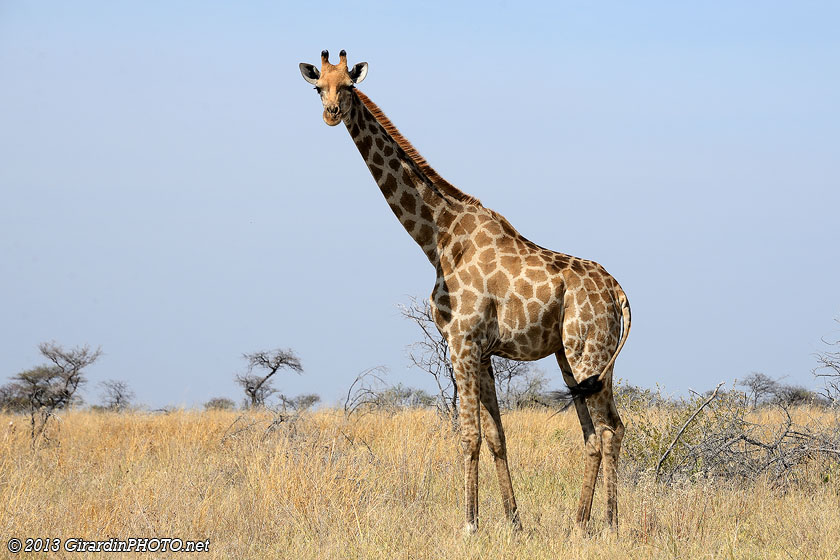 Une girafe