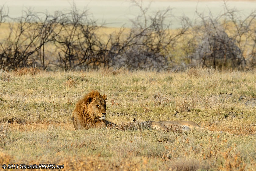 Couple de lions