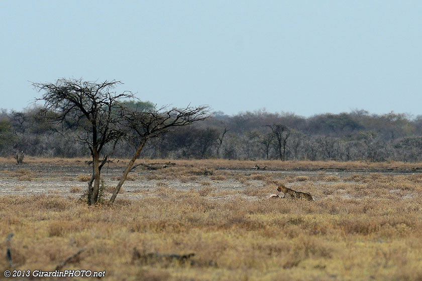 Guépards au loin (un guépard peut en cacher un autre)