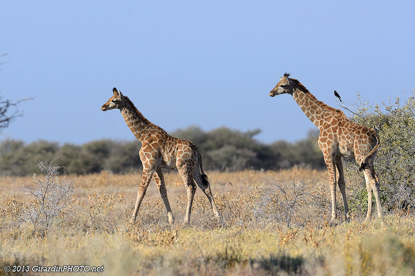 Girafons