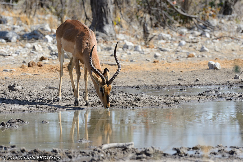 Impala à face noire