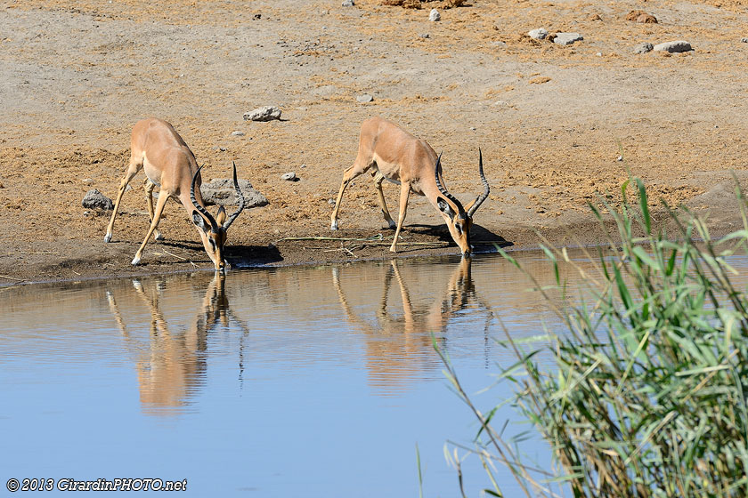 Impalas à face noire<