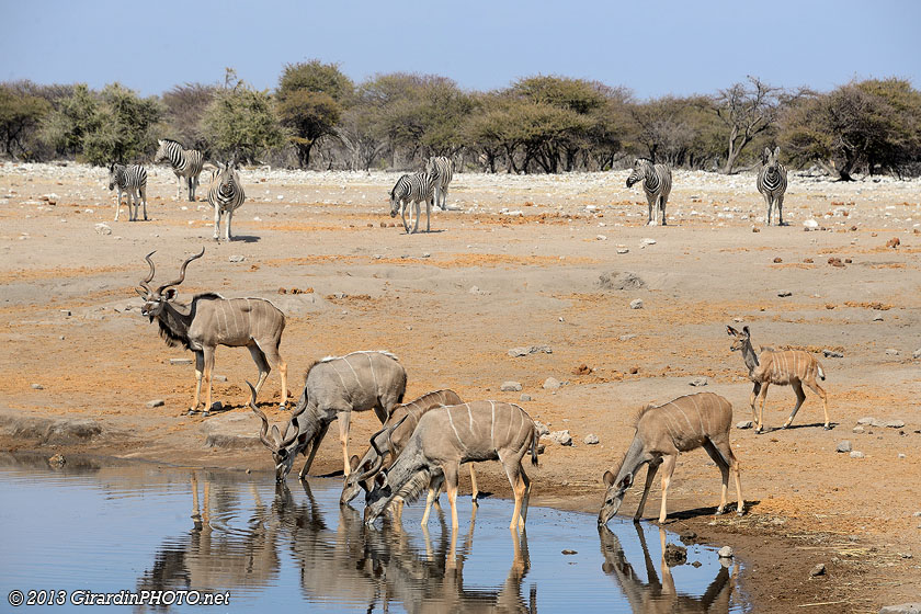 Famille de grands koudous