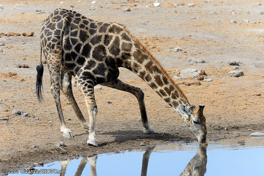Girafe s'abreuvant 