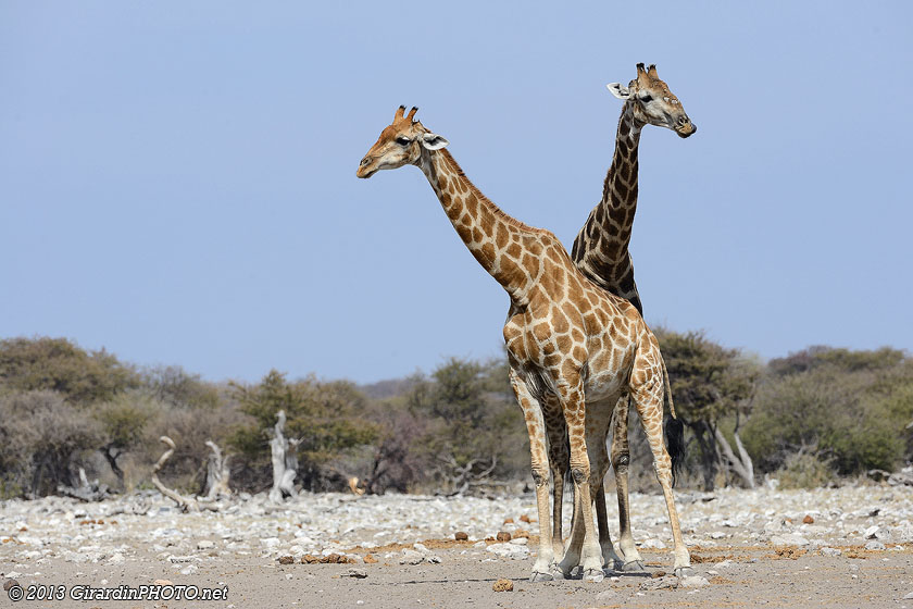 Girafe à deux têtes !