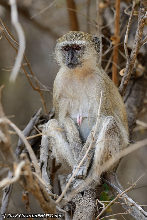 Vervet