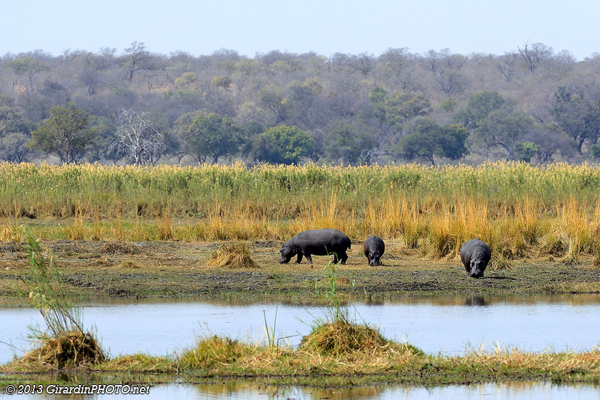 Fleuve Okavango