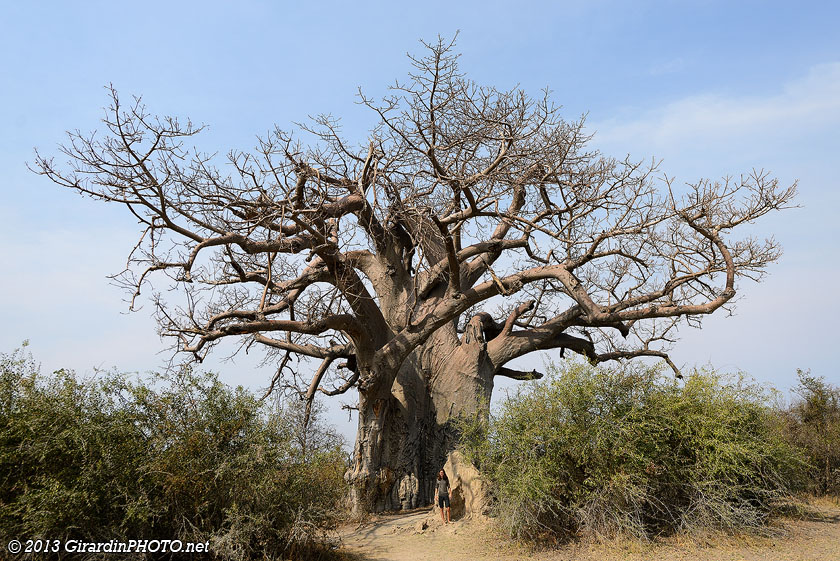 Giant Baobab