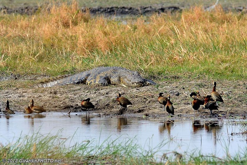 Dendrocygnes veufs surveillés par un crocodile aux alentours de Kwetche pic-nic