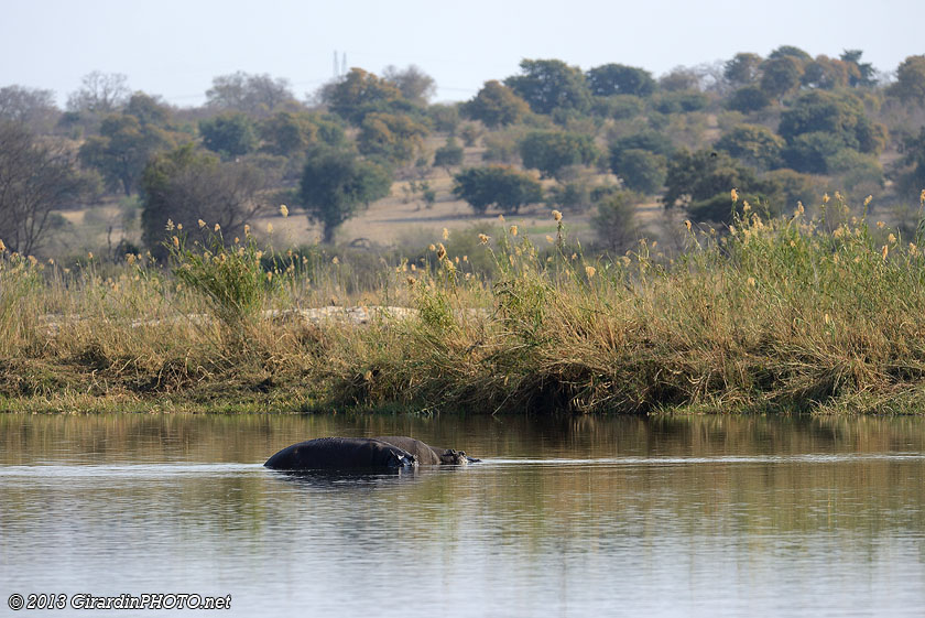 Hippopotames près de notre emplacement