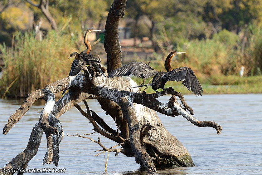 Anhinga roux