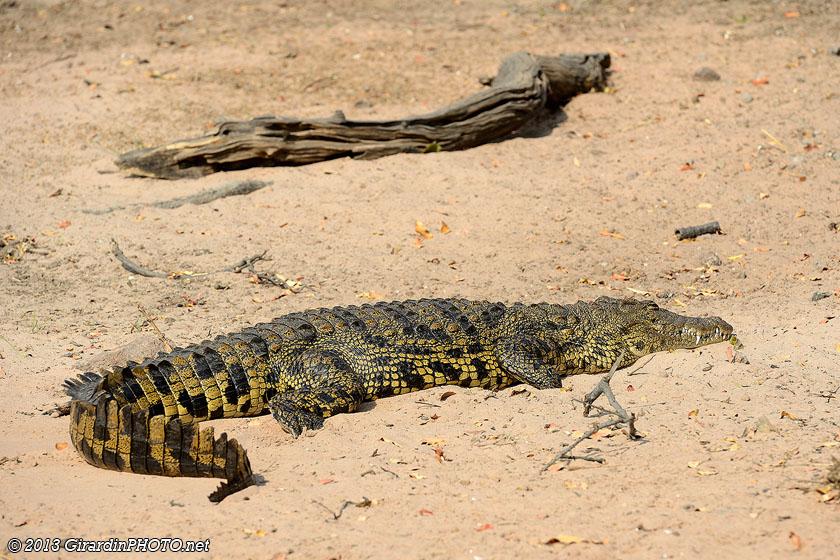 Crocodile du Nil