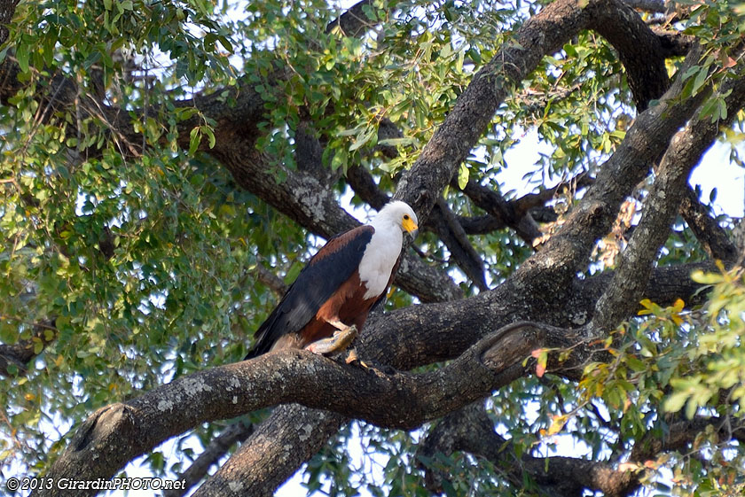 Aigle pêcheur vocifère