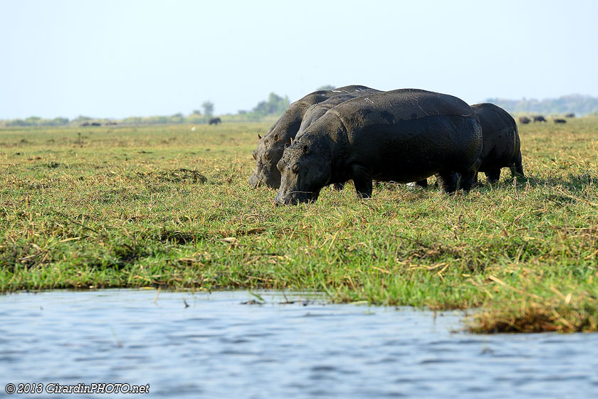 Hippopotames